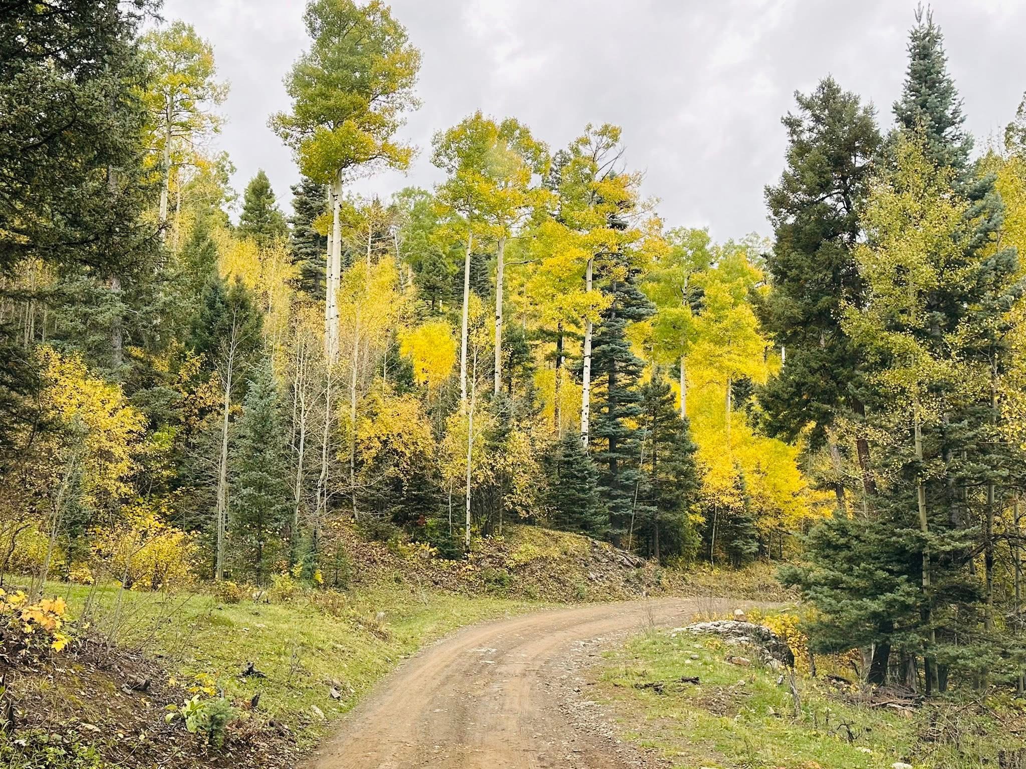Dirt road lined with golden aspens fall Pecos Canyon