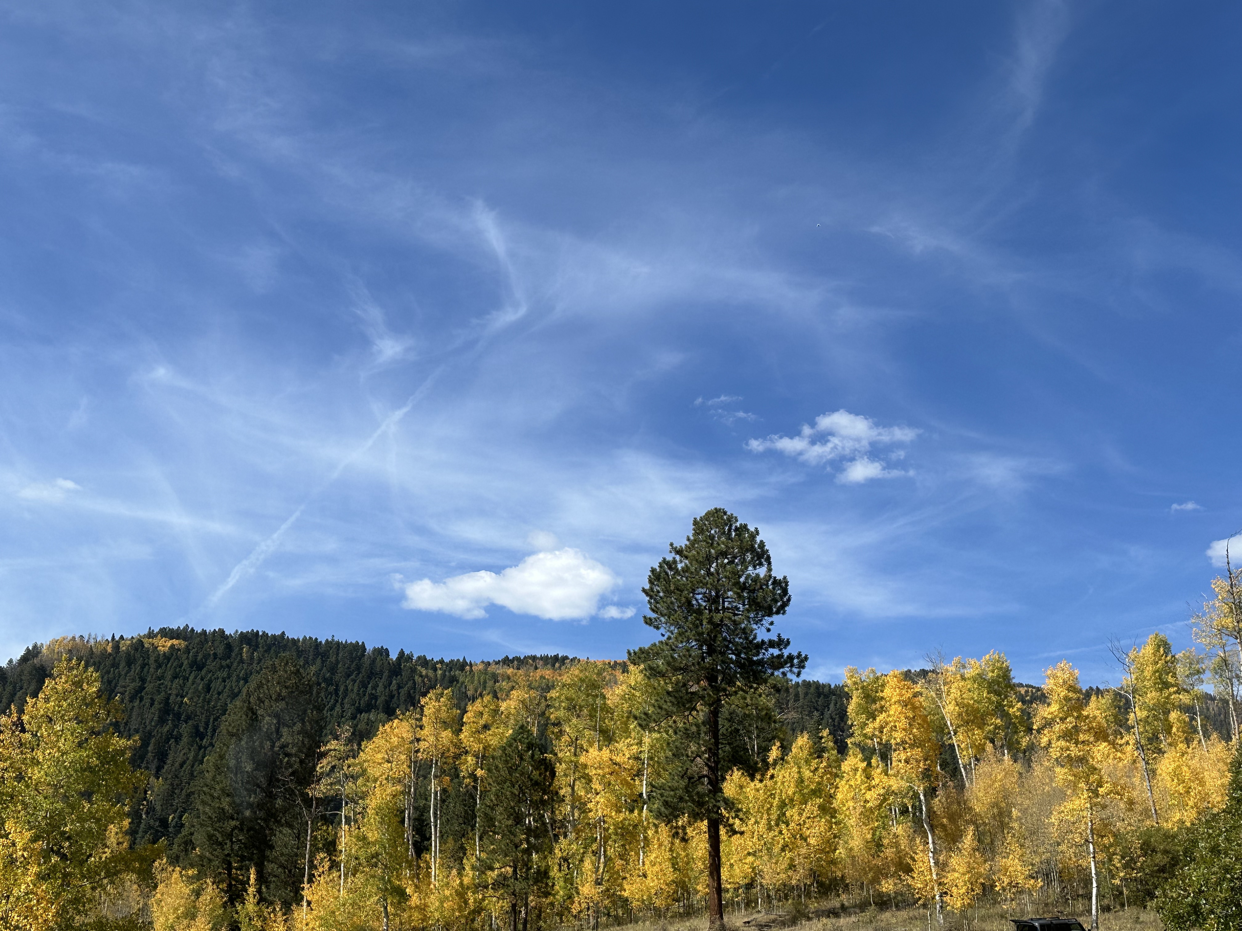 Fall aspens panorama blue sky Sangre de Cristo Mountains