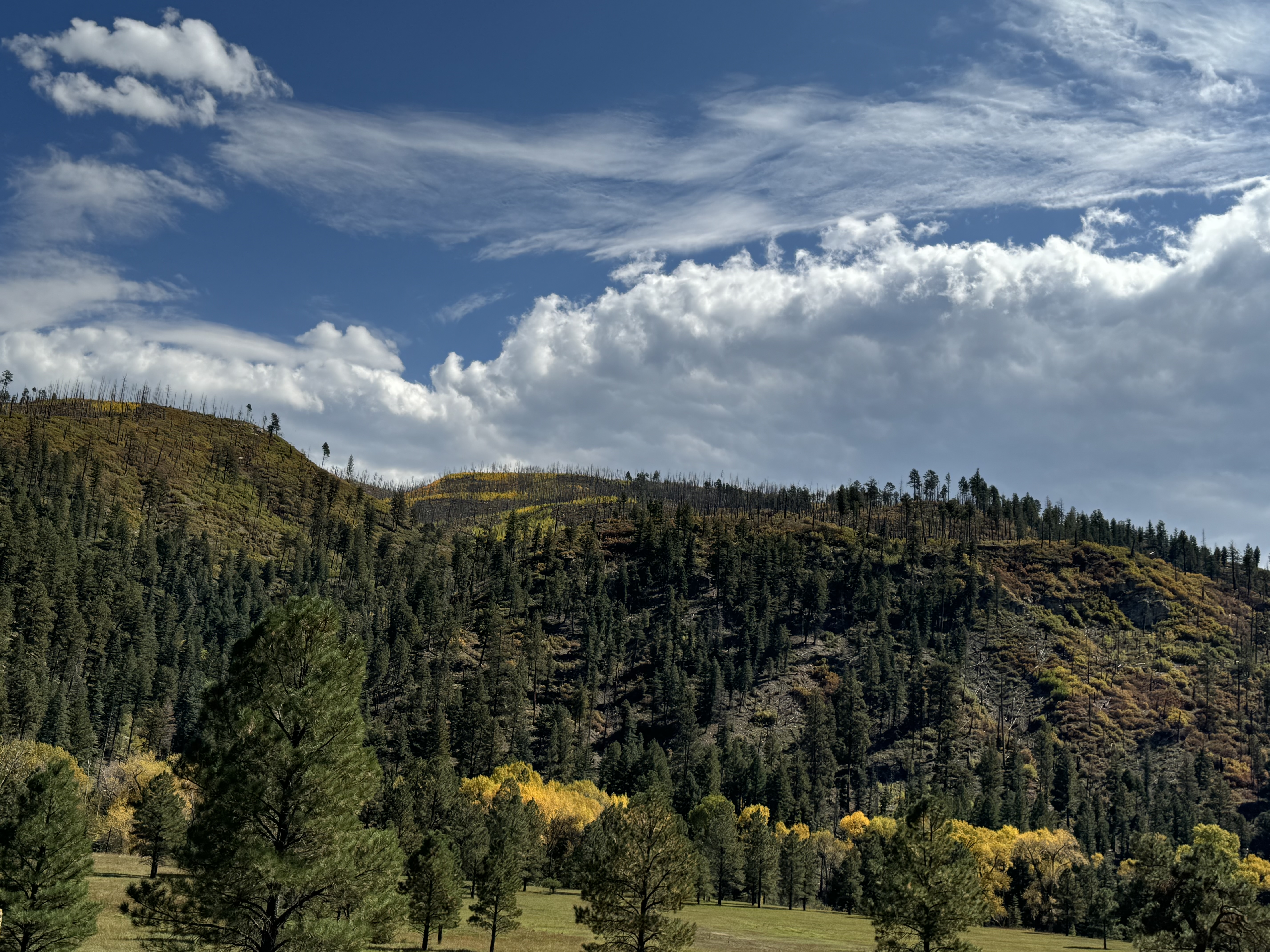 Mountain hillside with fall aspens and ponderosa pines
