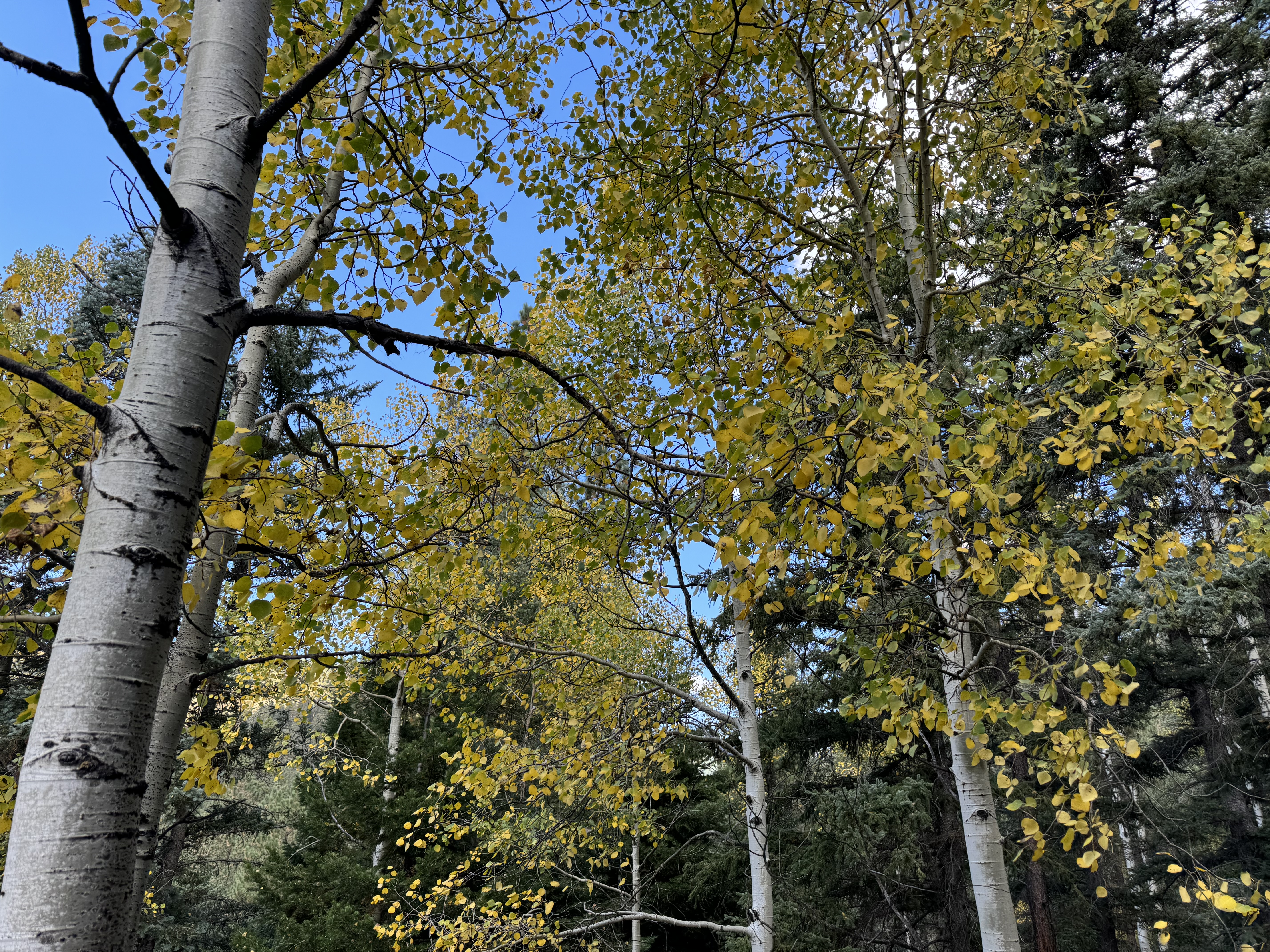 Holy Ghost Campground Santa Fe National Forest sign in fall