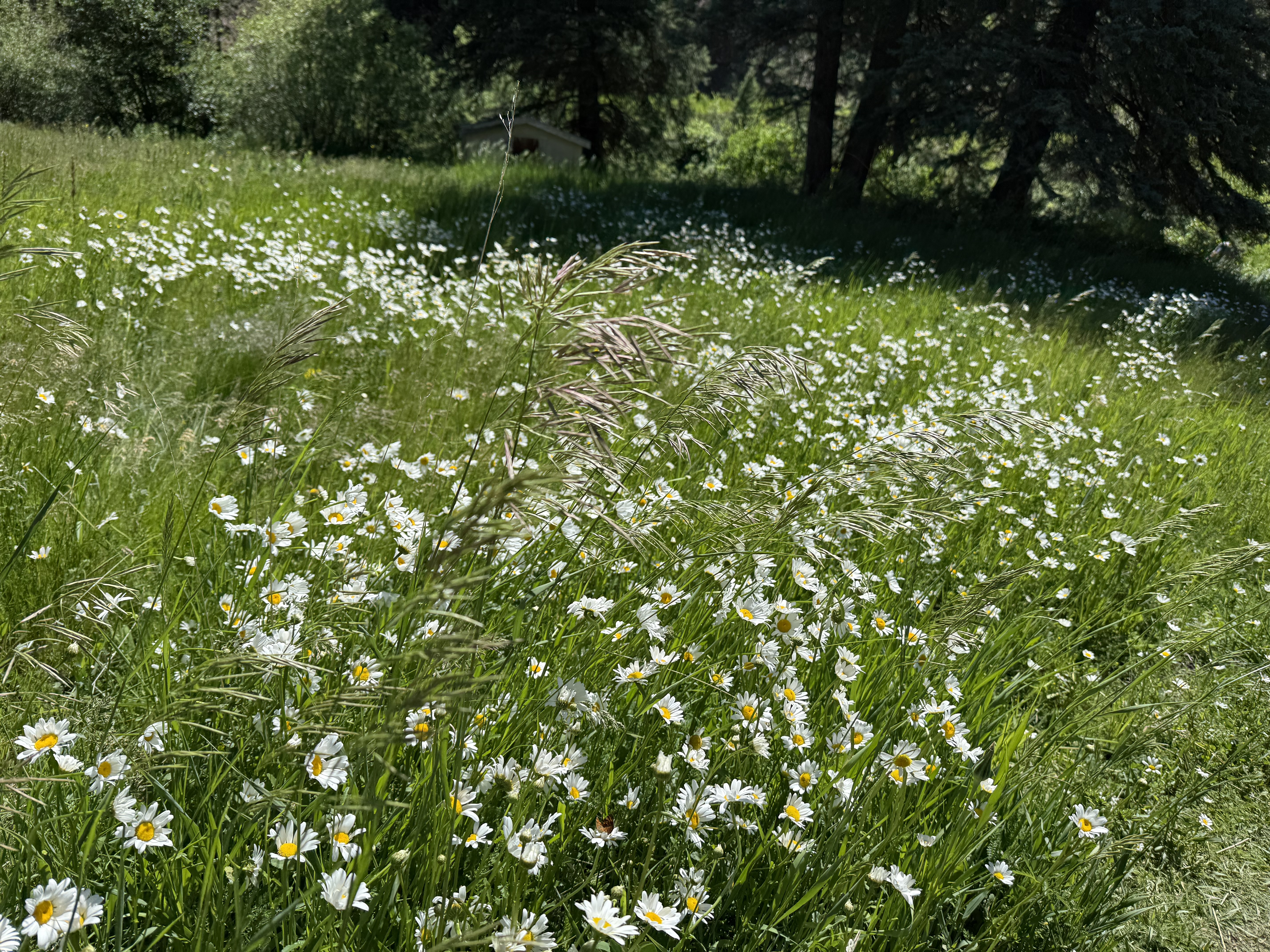 Wild daisy meadow in summer at Vida Bonita Pecos Pecos Canyon