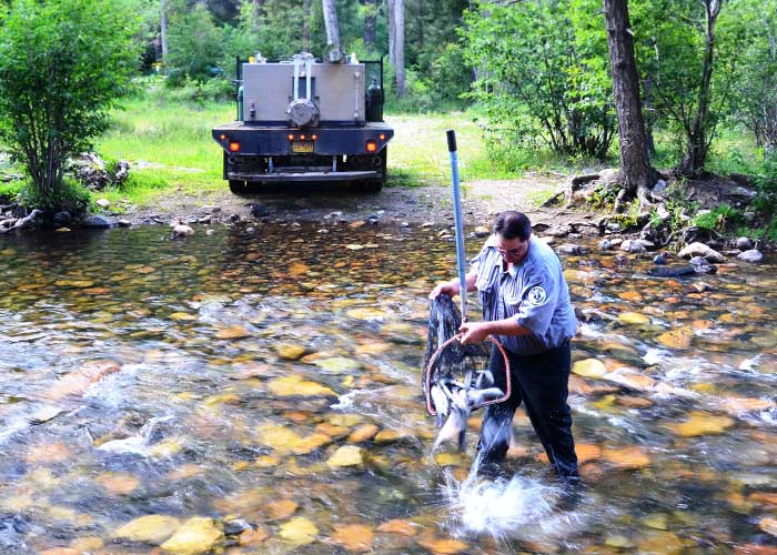 New Mexico Game & Fish officer releasing rainbow trout into the Pecos River