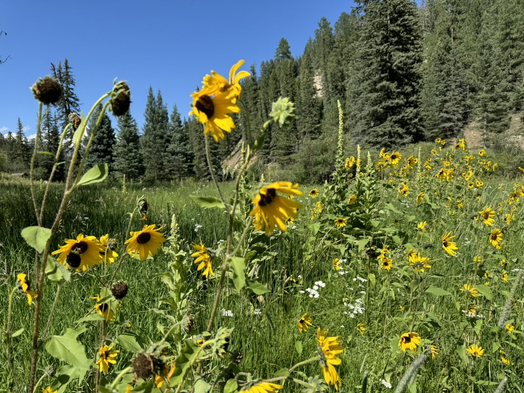 Summer wildflower meadow Pecos Canyon walk to Pecos River from Crestview